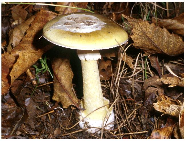 Amanita phalloides.jpg